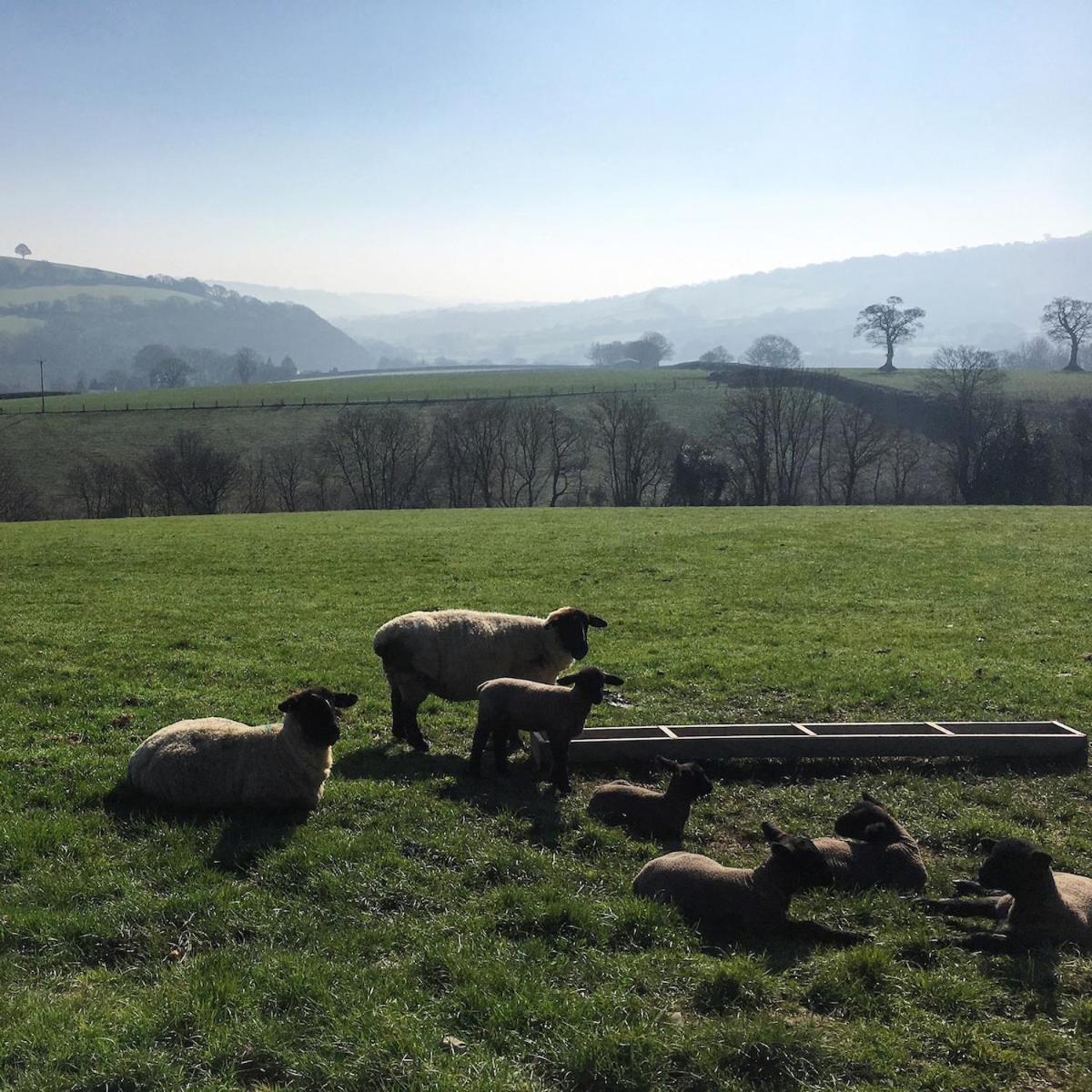 Characterful, Cosy Dartmoor Holiday home *